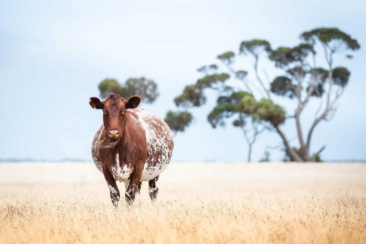 Conservation Grazing Explained: How Livestock Manage Wildflower Meadows