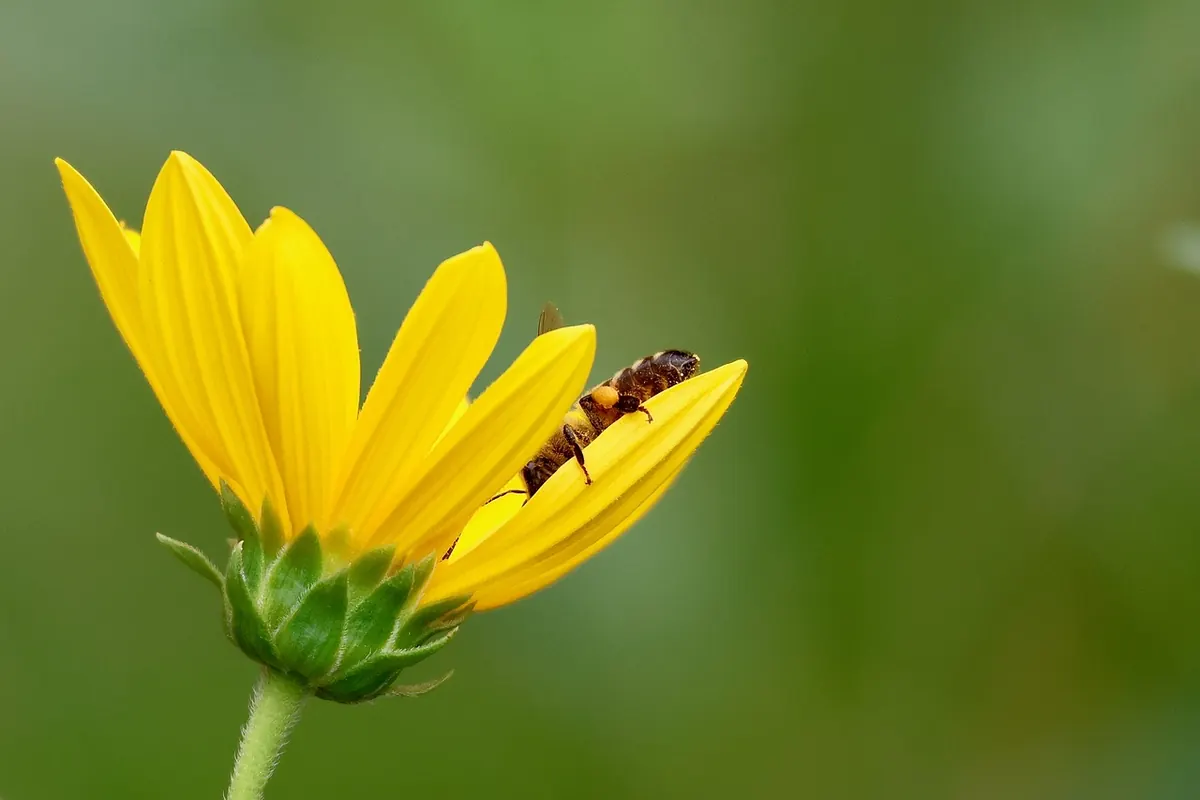 How to Create a Mini Wildflower Meadow in a Small Garden