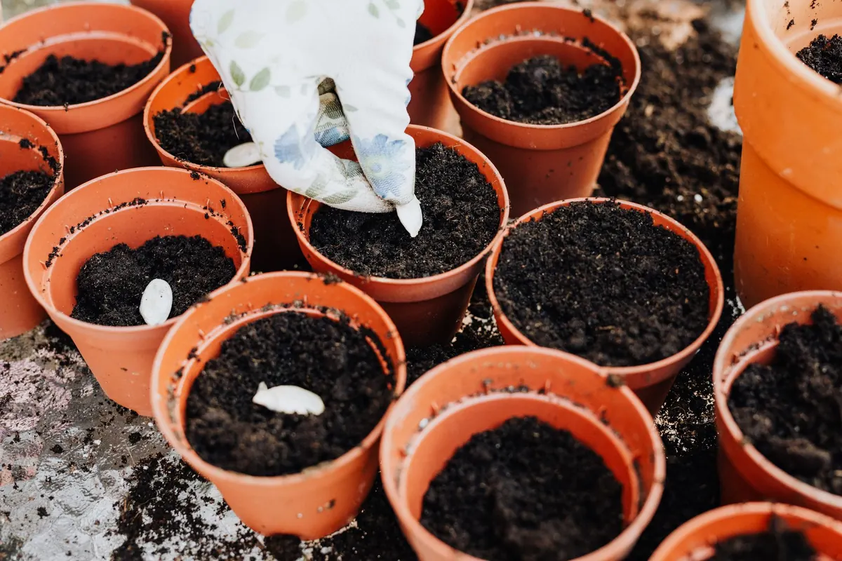 How to Sow a Wildflower Meadow in Autumn: A Step-by-Step Guide